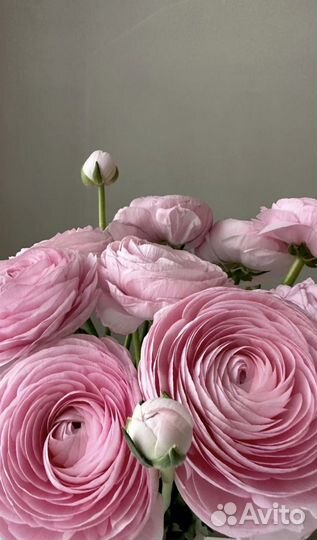 Ранункулюсы