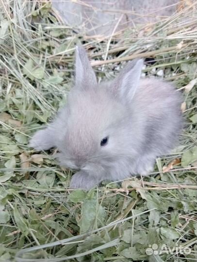 Декоративные кролики