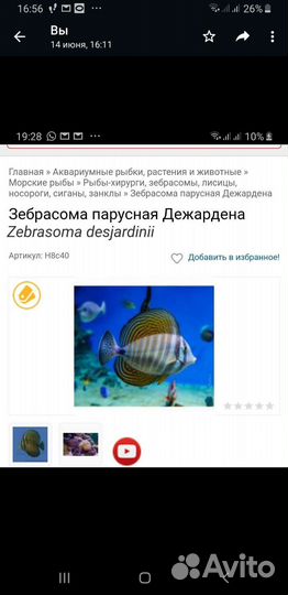Домашние животные рыбы