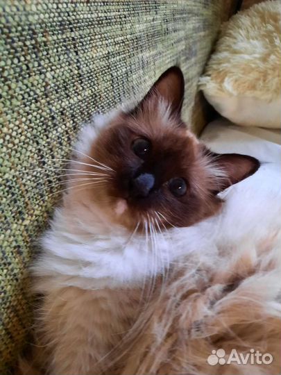 Кошечка редкой породы