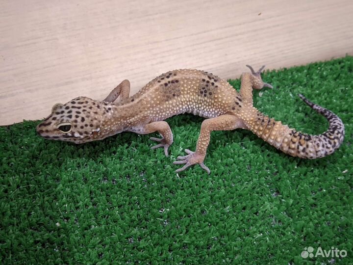 Малыши эублефара