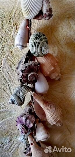 Ракушки для интерьера