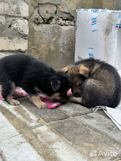 Щенки в добрые руки