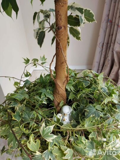 Фикус бенджамина большой