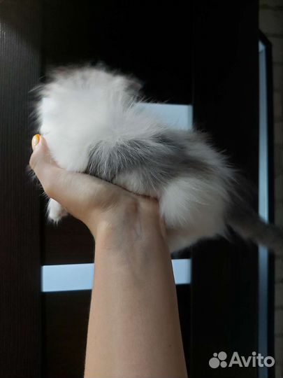 Котенок пушистый