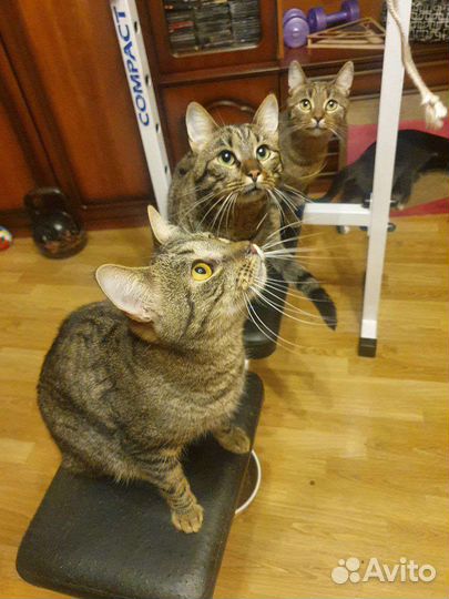 Усат и полосат