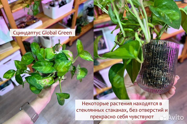 Универсальный авторский грунт для растений