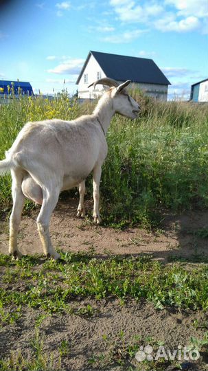 Коза дойная