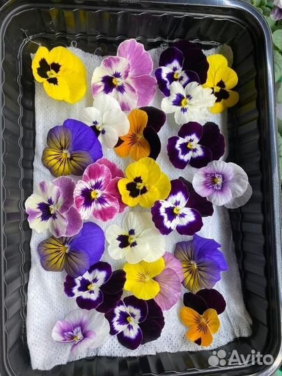 Виола/фиалка цветы пищевые (съедобные) для блюд