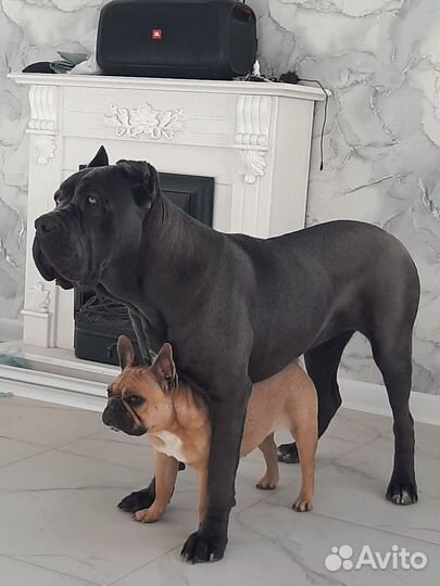 Кане Корсо щенки