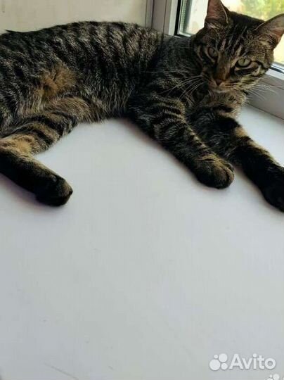 Отдам кота в добрые руки