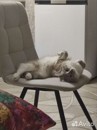 Кошка бесплатно