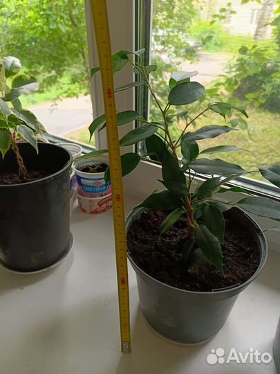 Фикус бенджамина