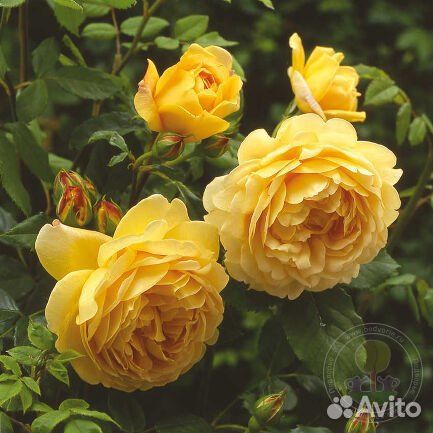 Роза Голден Селебрейшн