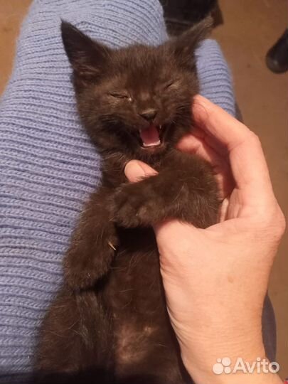 Котята в добрые руки даром