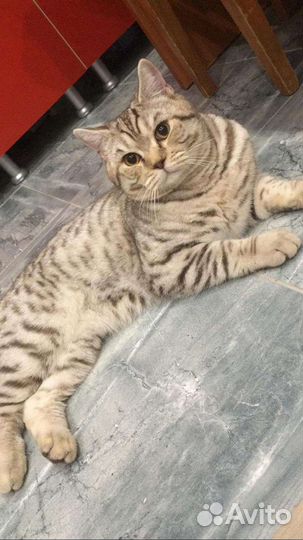 Кот приглашает невесту на вязку