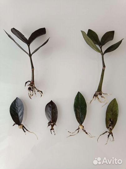 Замиокулькас: Давен, Равен, Зензи,Ланцетовидный