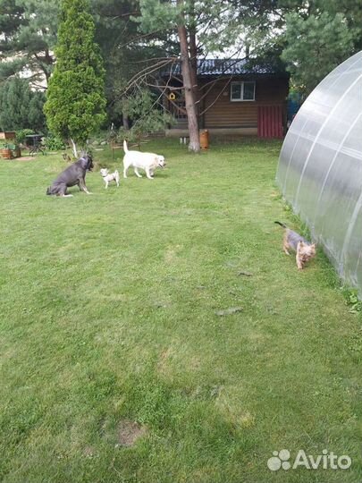 Передержка Собак, Зоогостиница