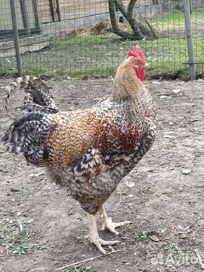 Цыплята ливенских ситцевых, Билефельдеры,Петух