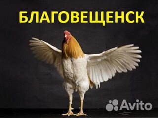 Оператор линии Птицефабрика Благовещенск