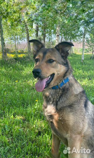 Собака в добрые руки отдам бесплатно