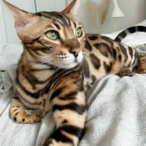 Бенгальский котёнок