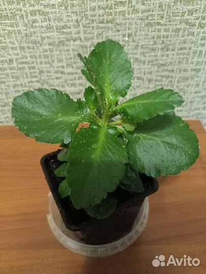 Комнатные цветы — суккуленты