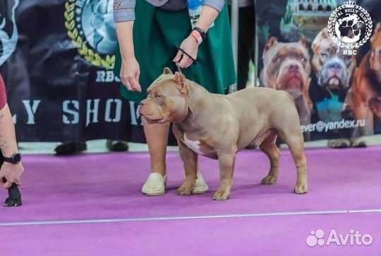 Американский булли вязка