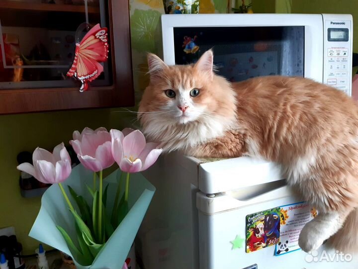 Наглый рыжий кот