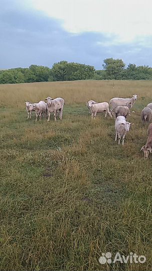 Бараны овцы матки Куйбышевской породы