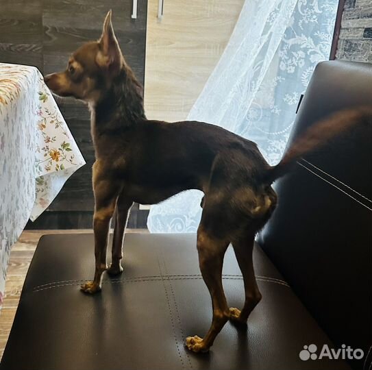 Кобель для вязки русский той-терьер