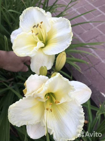 Лилейники, бадан, хоста