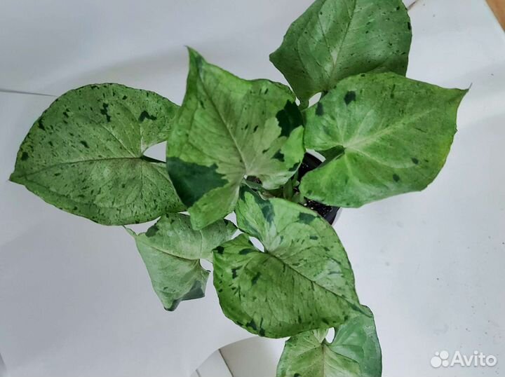 Сингониум серый призрак сорт растение комнатное