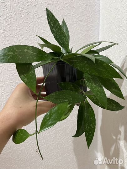 Хойя грацилис изящная