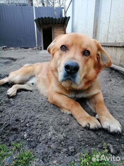 Собака в добрые руки