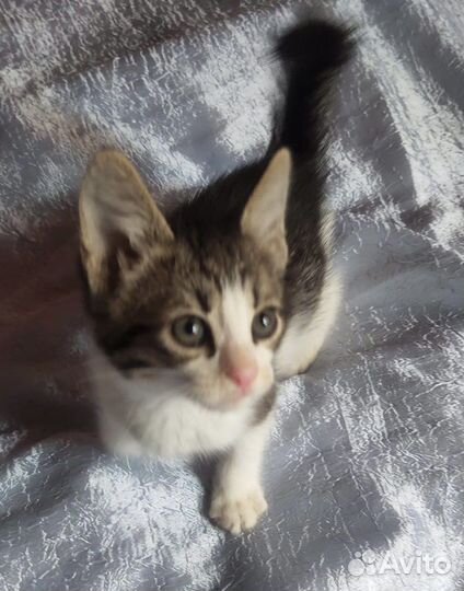 Подарите крошечке-котенку дом