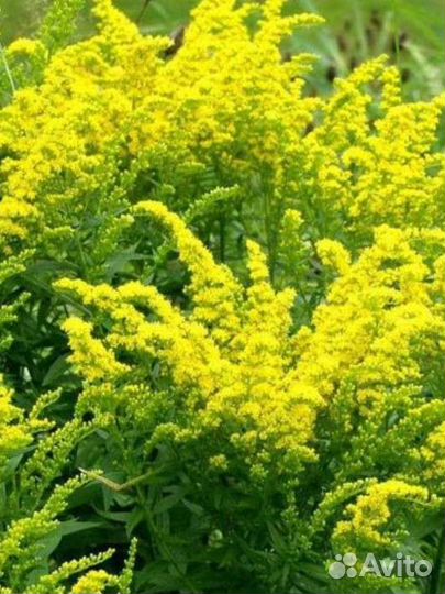 Многолетние цветы для сада