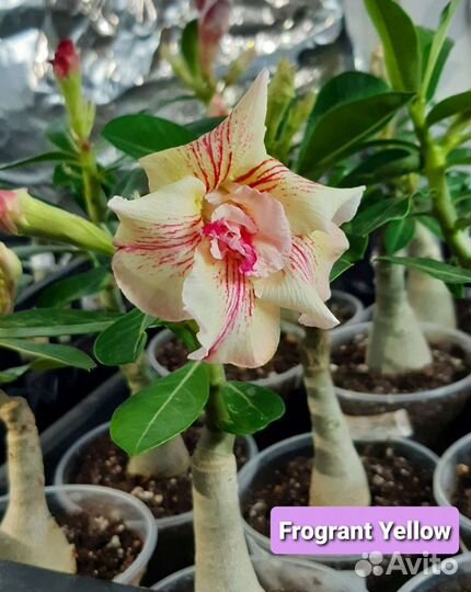 Адениум прививка