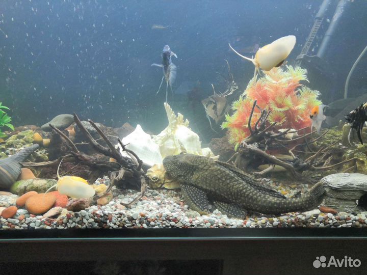 Сом птеригоплихт