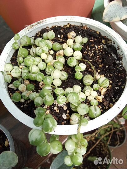 Крестовик раули вариегатный