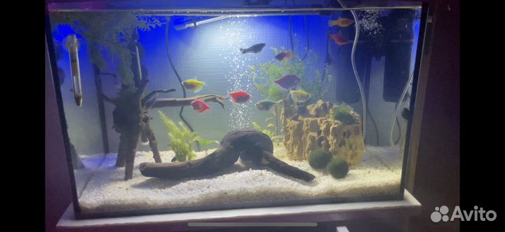 Рыбки аквариумные тернеции