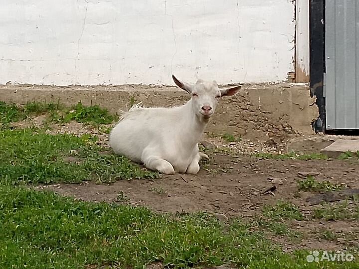 Продам двух козлят