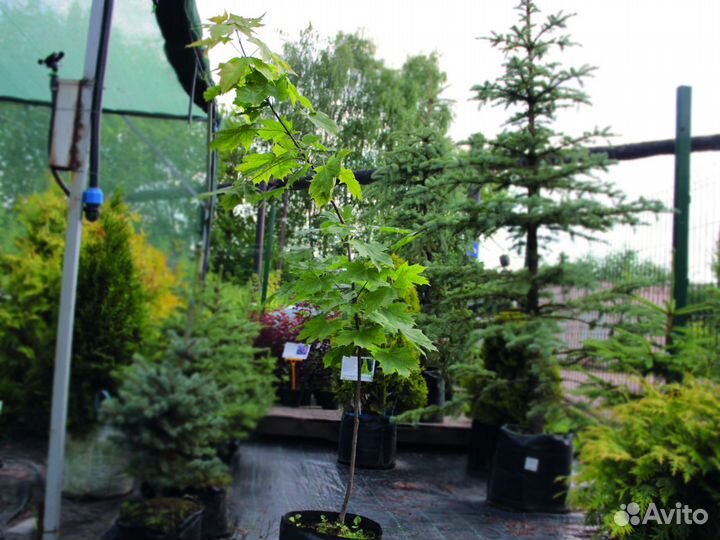 Клен остролистный 60-100 см, с10