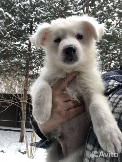 Щенки белой швейцарской овчарки