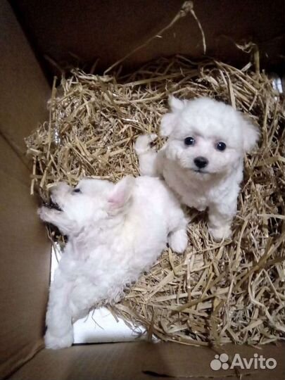 Белоснежные ангелочки- антидепрессанты