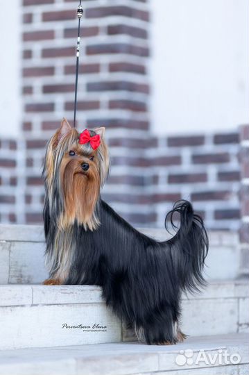 Молодой кобель йоркширского терьера для вязок
