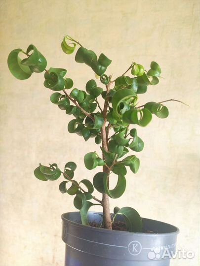 Фикус Бенджамина Барок