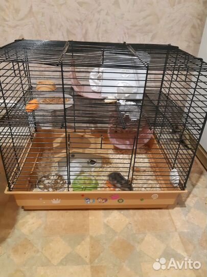 Джунгарский хомяк бесплатно