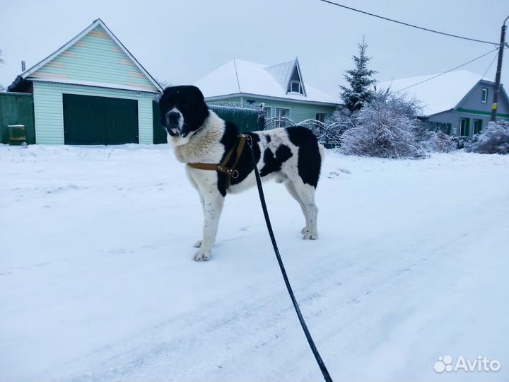 Вязка алабай