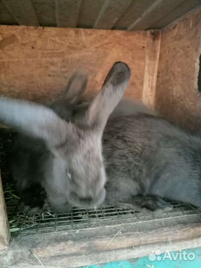 Домашний кролик